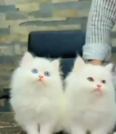 Persian female kitten for sale WhatsApp number 0342_9704074