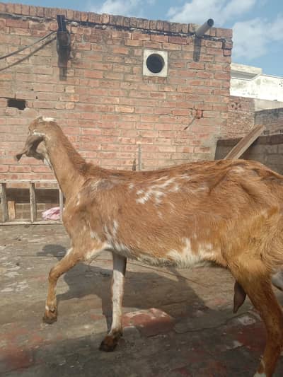 Goat for sale |bakri or bakri ky bachy for sale