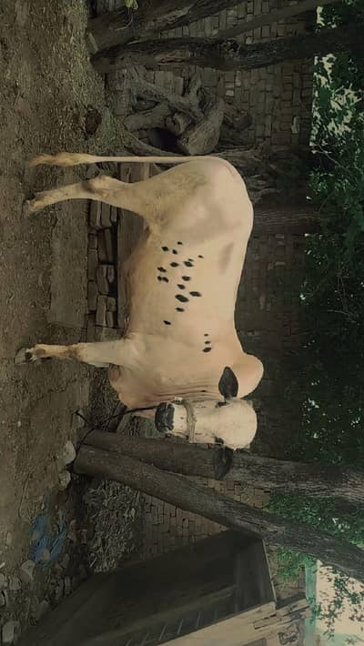 Qurbani 2026 ke liye Mazboot Bail