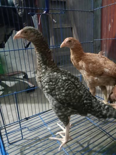 Thai cross aseel chicks available