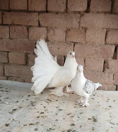 White American single chik o kali 3417364953