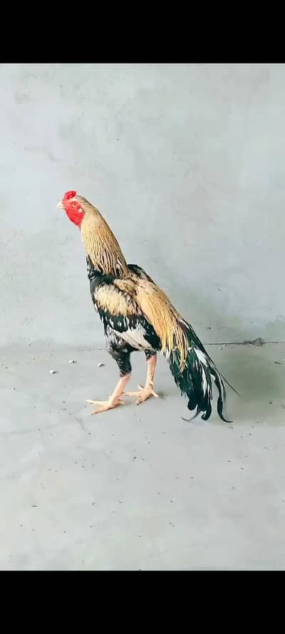 exchange possible with moshka