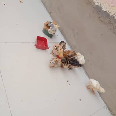 Desi Chicken – Pure Local Breed, Healthy Chicks