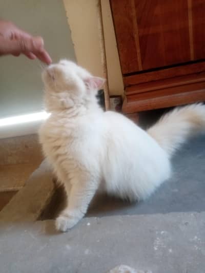 persian cat urgent sale