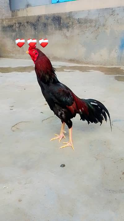 Aseel murga in long tale and healthy home breed