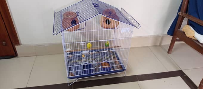 Budgies For sale with cage