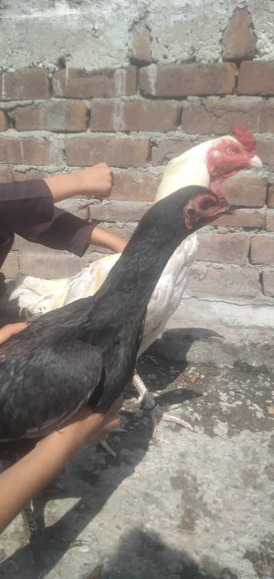 breader pair for sale