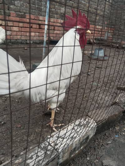 White Murgha for Sale