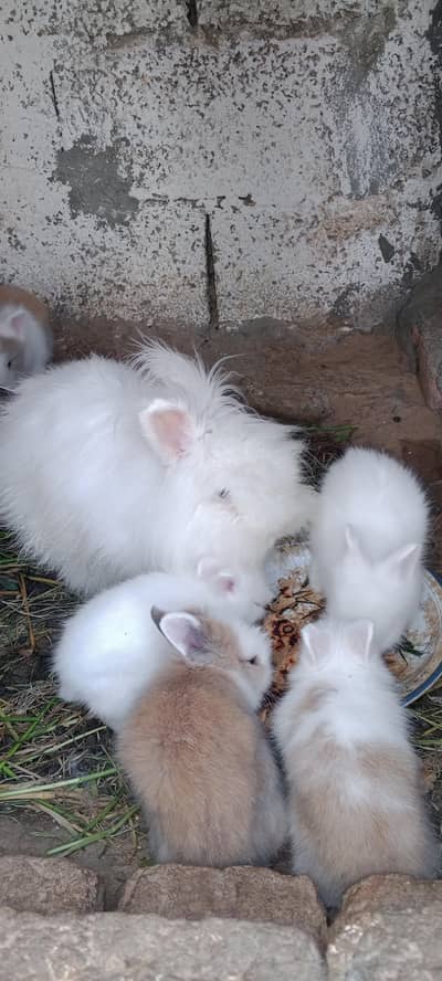 angora rabbit baby for sale 1 month age