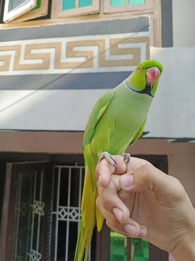 Ringneck full talking parrot fly tame face to face talking karta hai