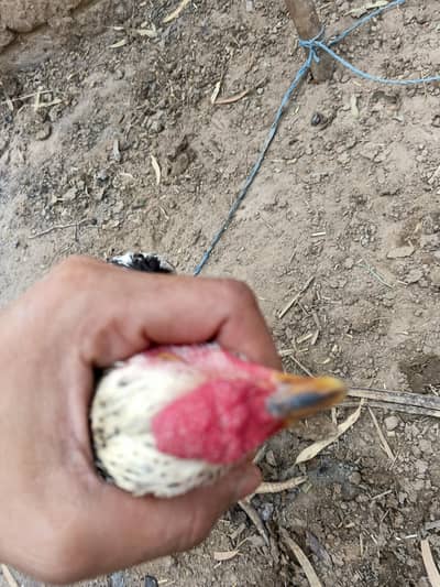 assel Sindhi murga for sale