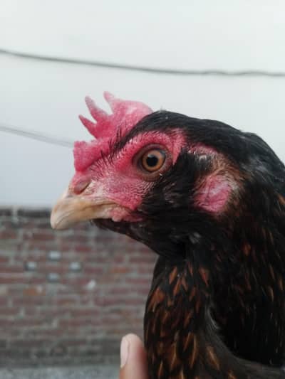 burmi+glwi murgi quality ma 100  vip Jis ki smajh ma ayy rabta kr ly