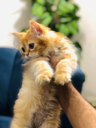 Persian Male kitten triple coated