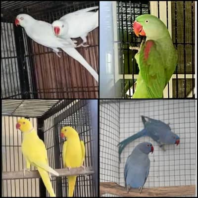 dawlance. 03013130804