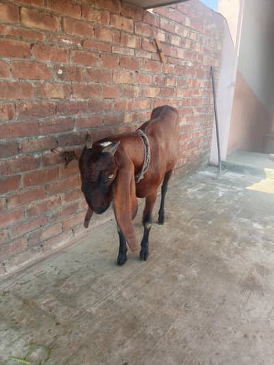 Desi bakri
