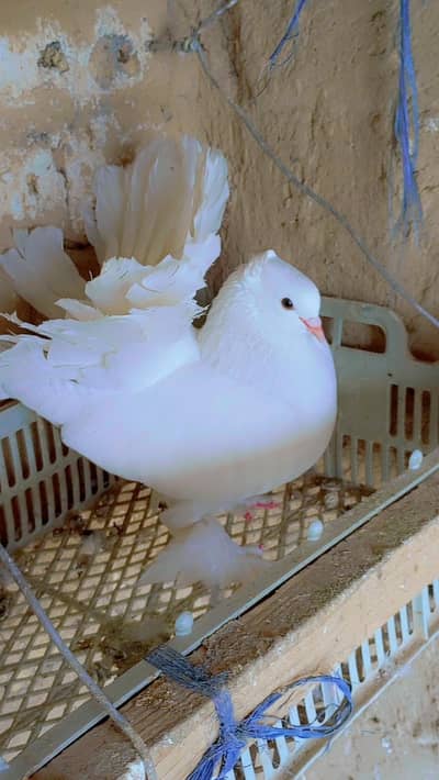 amircan fantail pair and sentinent pair