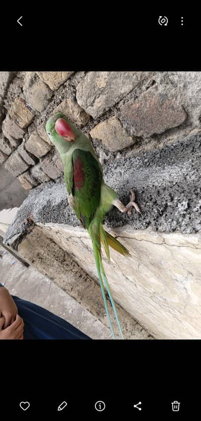 Raw Parrot 10 month age