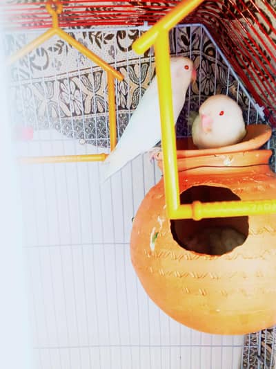 White red eyes pair for sell - Healthy breeding pair