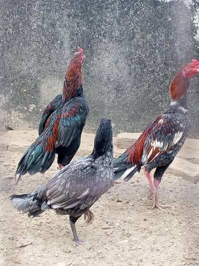 Aseel pathay for sale