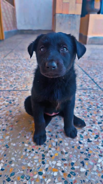 Black long-coated German Shepherd paor puppies are available for sale