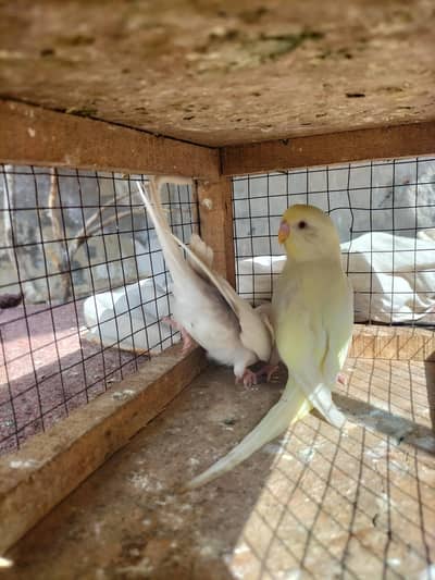 Red eyes Budgies/Australian for Sale