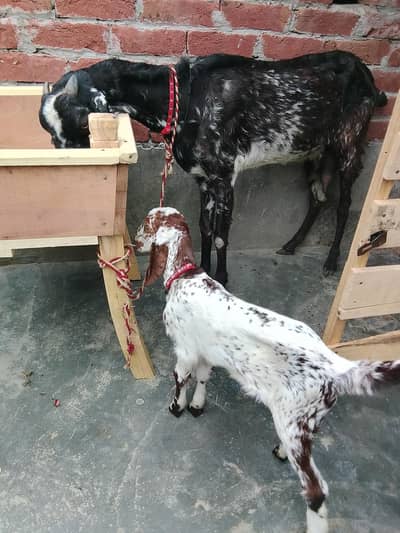 Goat for sale with female kid