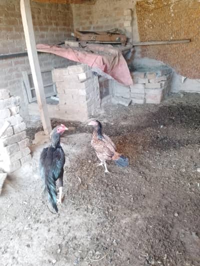 aseel murgi murga for sale