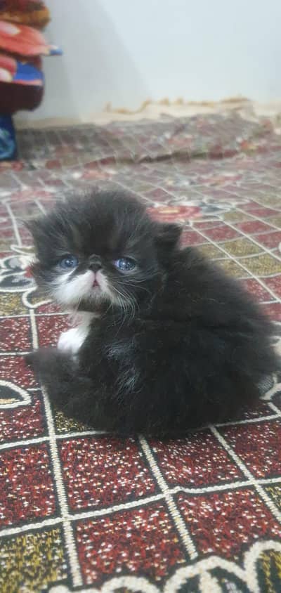 cfa bloodline piki female