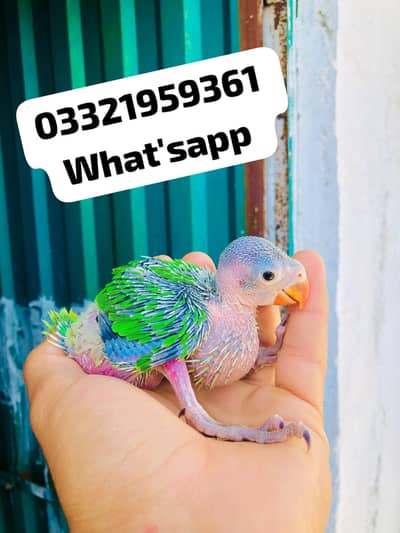 Green Ringneck Chicks Available