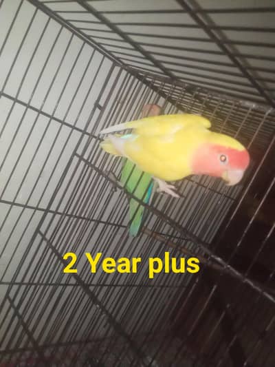 Common lutino Split Yellow