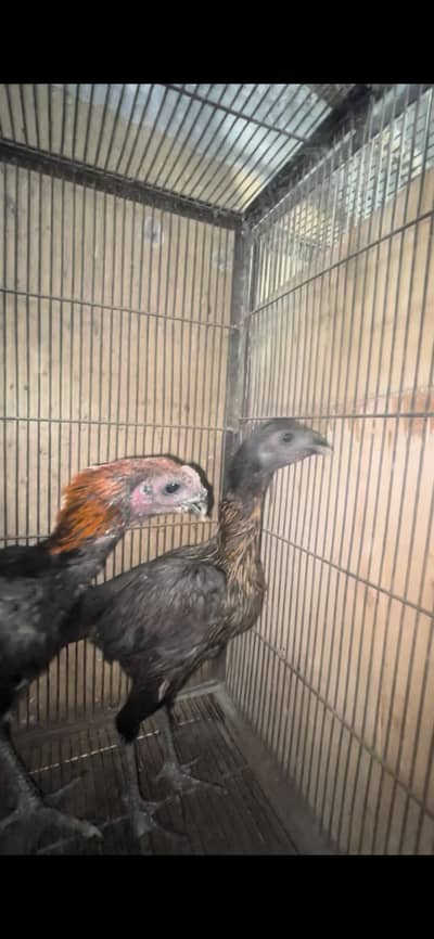 Aseel dragon black eyes | dragon hens  | aseel Thai pair