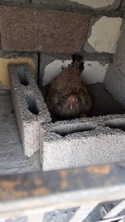 fresh kurak murgi only Whatsapp 03133531443