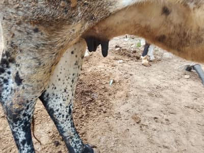 Choristand and pure walyti