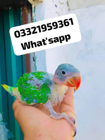 Raw ChickS Available