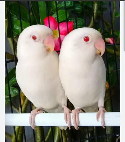White red eyes pair for sell - Healthy breeding pair