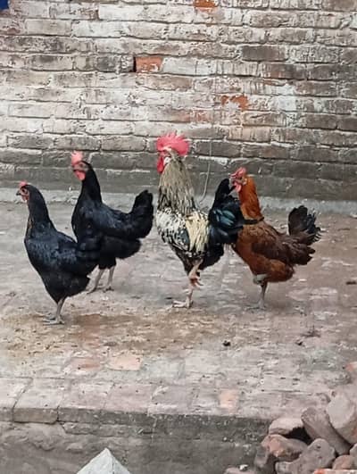desi murgya for sale Ghar ki peli hai  feed Ka blkul istanal Nahi hai