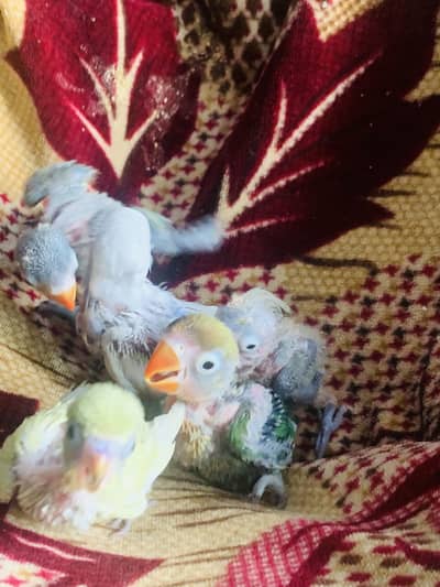 Love birds ready to breed