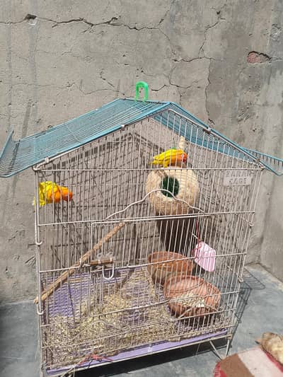 Breeder Pair Lovebirds for Sale With Cage  – Strong Bonded Pair