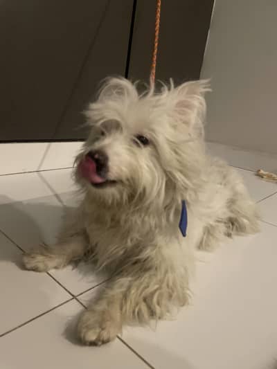 Russian dog fully vaccinated