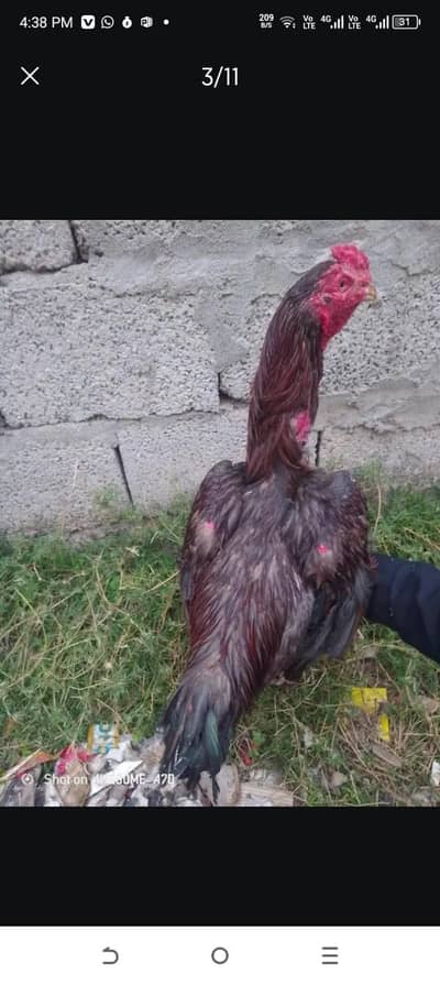 Sindhi aseel pair for sale murghi andy day rahi hai