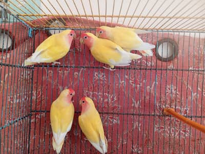 Latino Red Eyes Pair