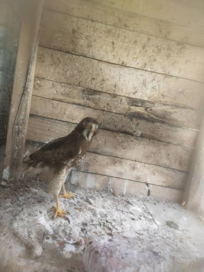 Red-Tailed Hawk * Tucson Bird Allians