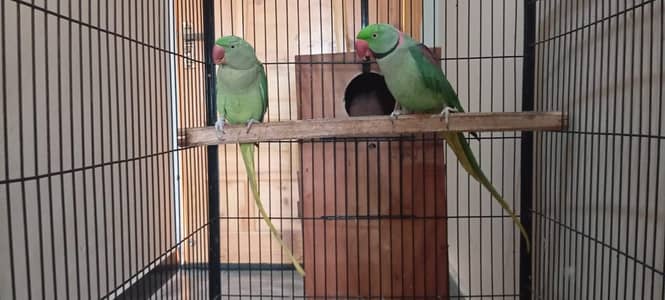 Raw parrots long tailed