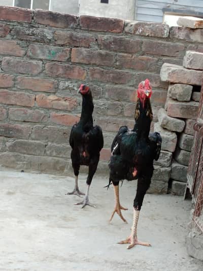 shamo murga and Thai murgi