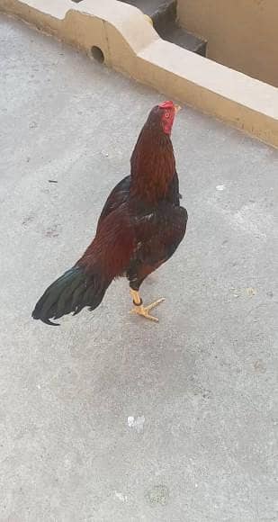 Top Quality Aseel Lakha Murga - Healthy & Active