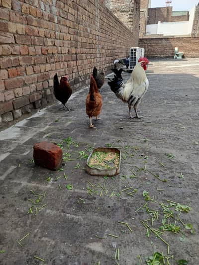 4 hens and 1 cock full healthy