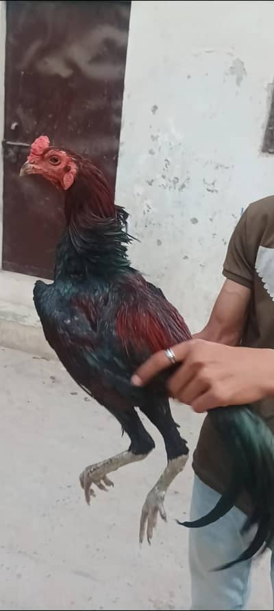 pyour Thai ptha available location Lahore gajumta full grnted chez