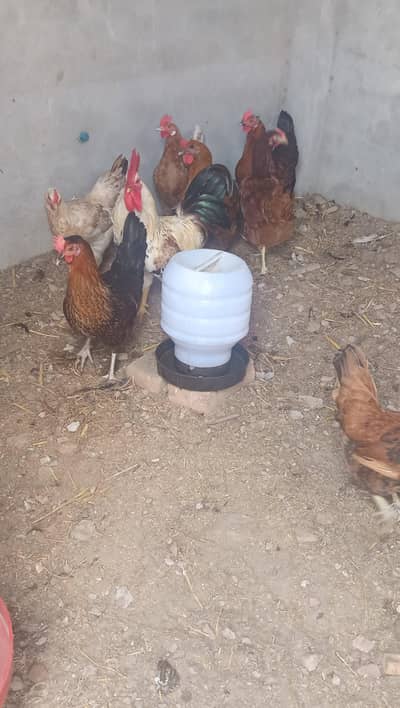 8 Andy wali murgi and 2 murgy