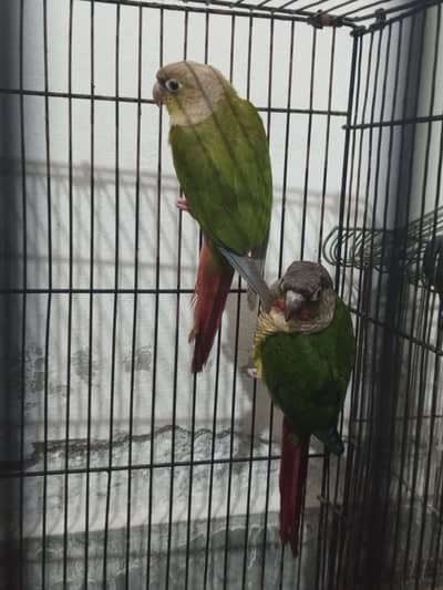 Beautiful healthy and active pair