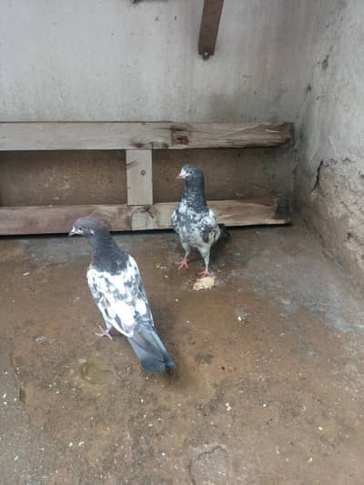 Baby Pigeons For Sale